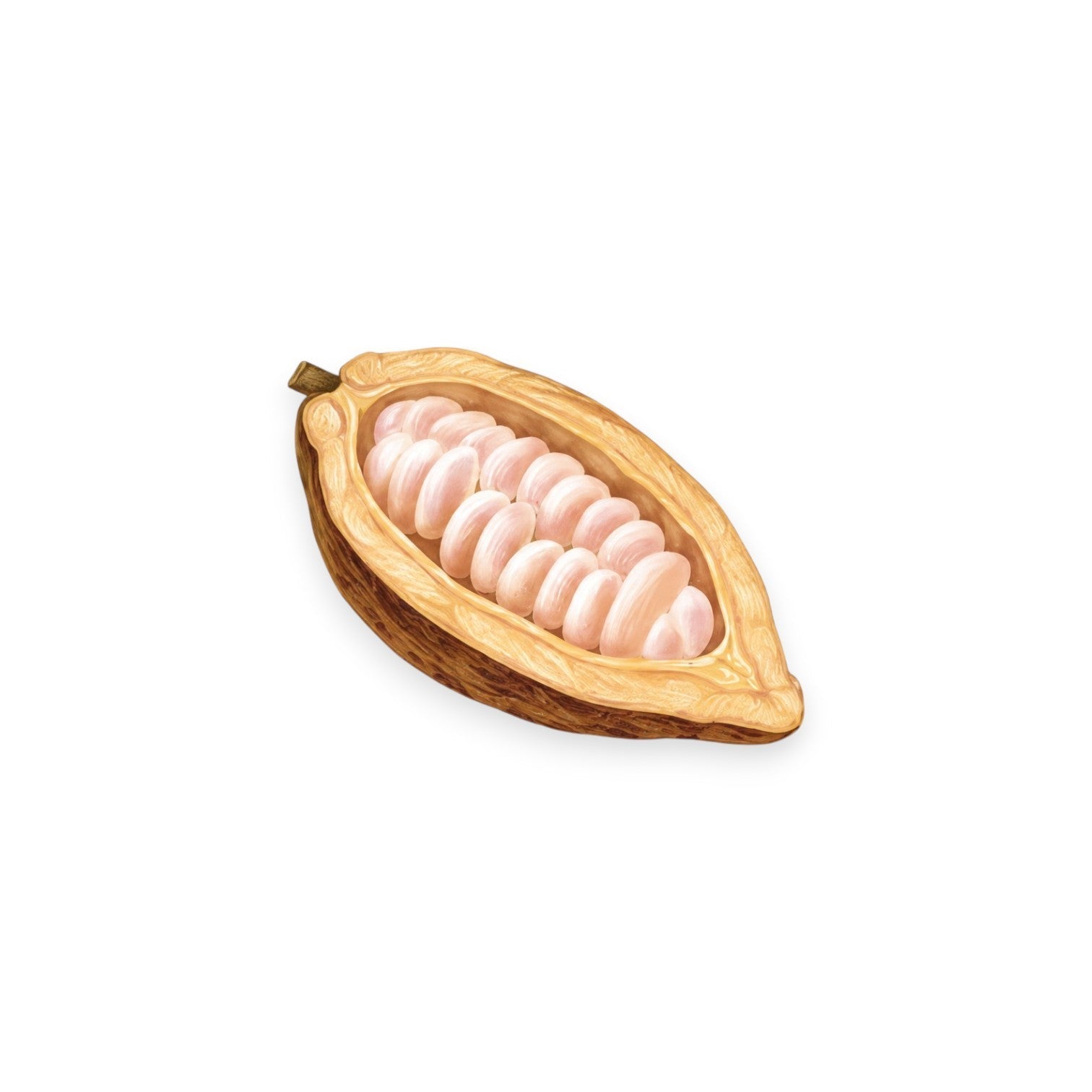 Какаово масло (THEOBROMA CACAO SEED BUTTER)
