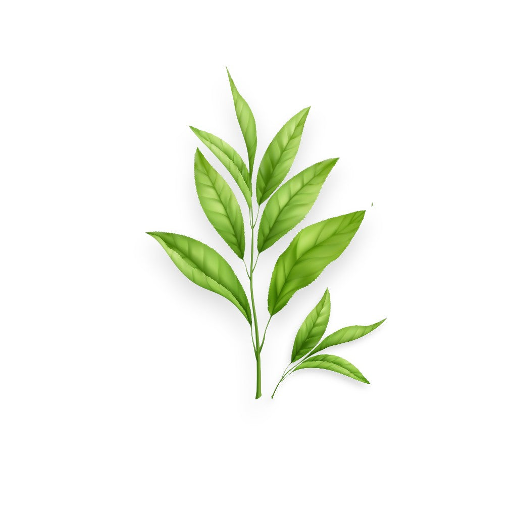 Зелен чай (CAMELLIA SINENSIS LEAF EXTRACT)