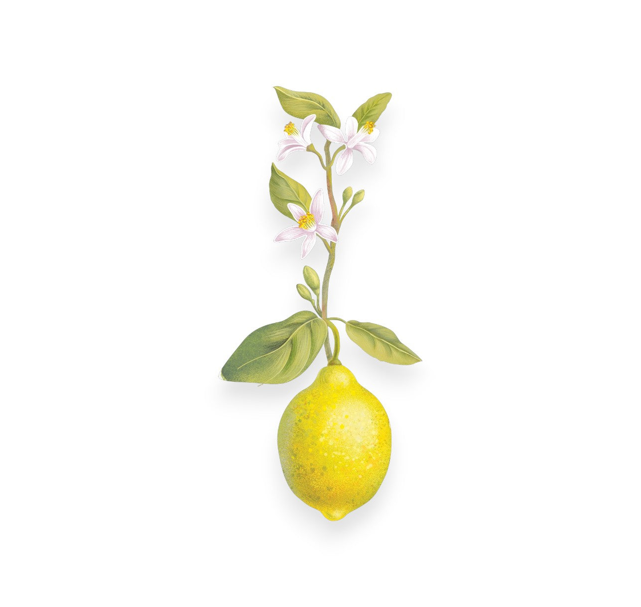Екстракт от лимон (CITRUS LIMON JUICE)