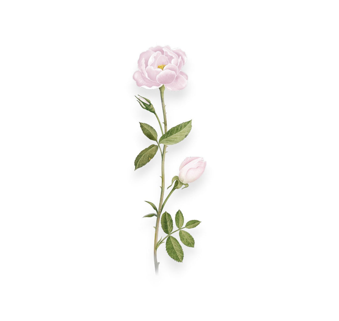 Розово масло (ROSA DAMASCENA FLOWER OIL)