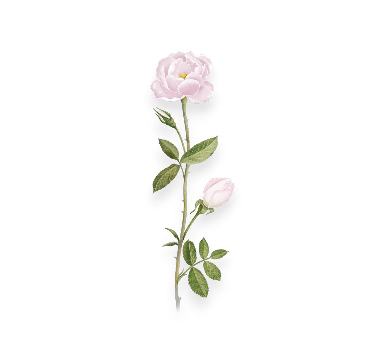 Розово масло (ROSA DAMASCENA FLOWER OIL)