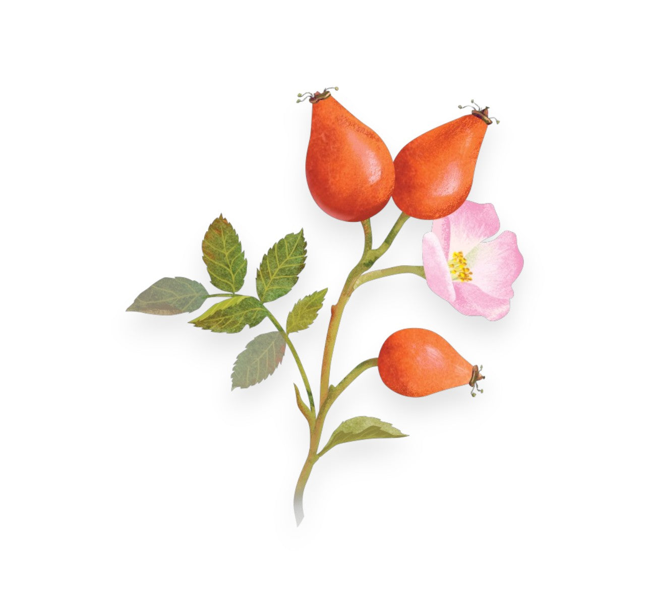 Масло от шипка (ROSA CANINA SEED OIL)
