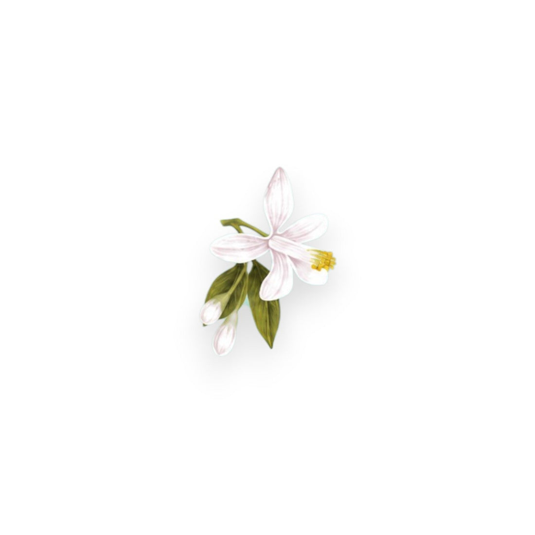 Екстракт от нероли (CITRUS AURANTIUM AMARA FLOWER EXTRACT)